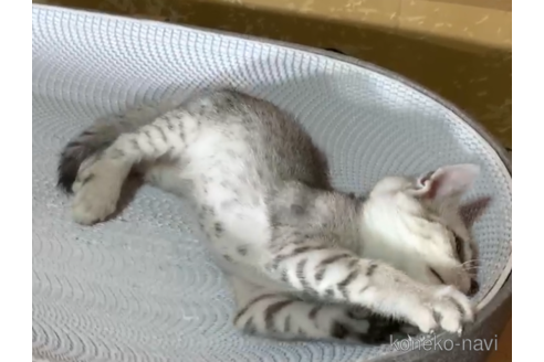 販売中の千葉県のエジプシャンマウ-120269の2枚目